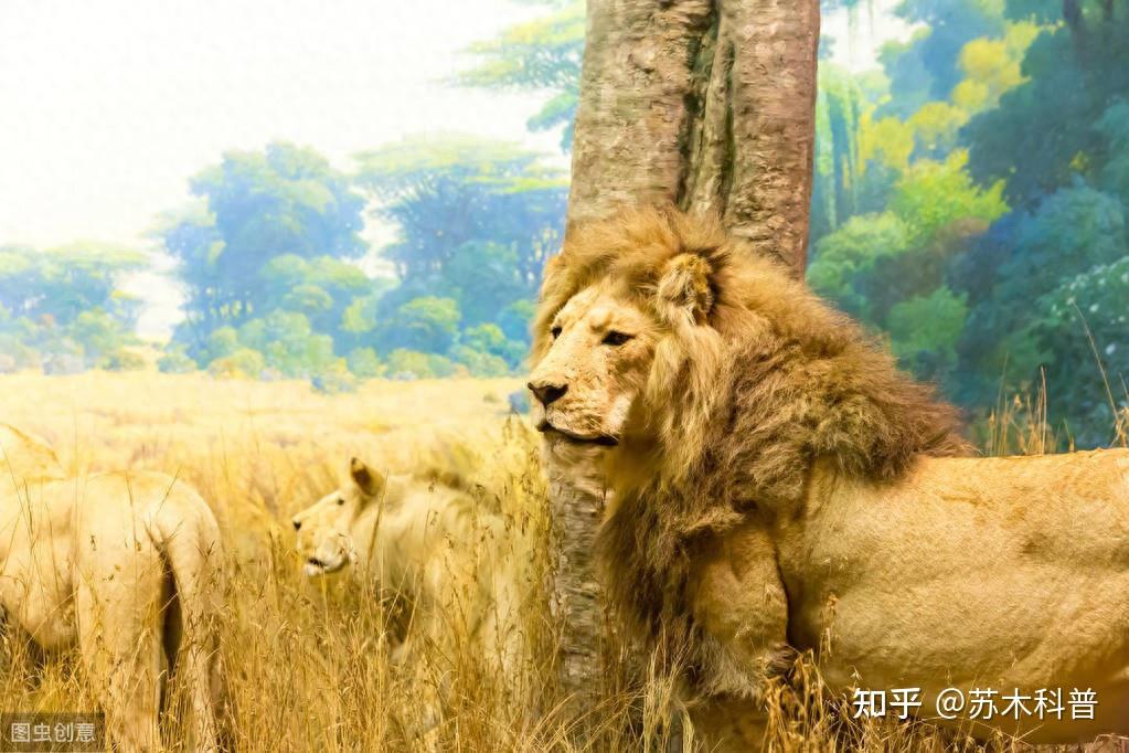 小雄狮在2岁后被驱逐出狮群,仅仅是一场生存的历练?没那么简单 - 知乎