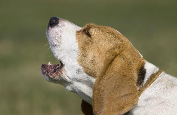 Kennel cough in dog