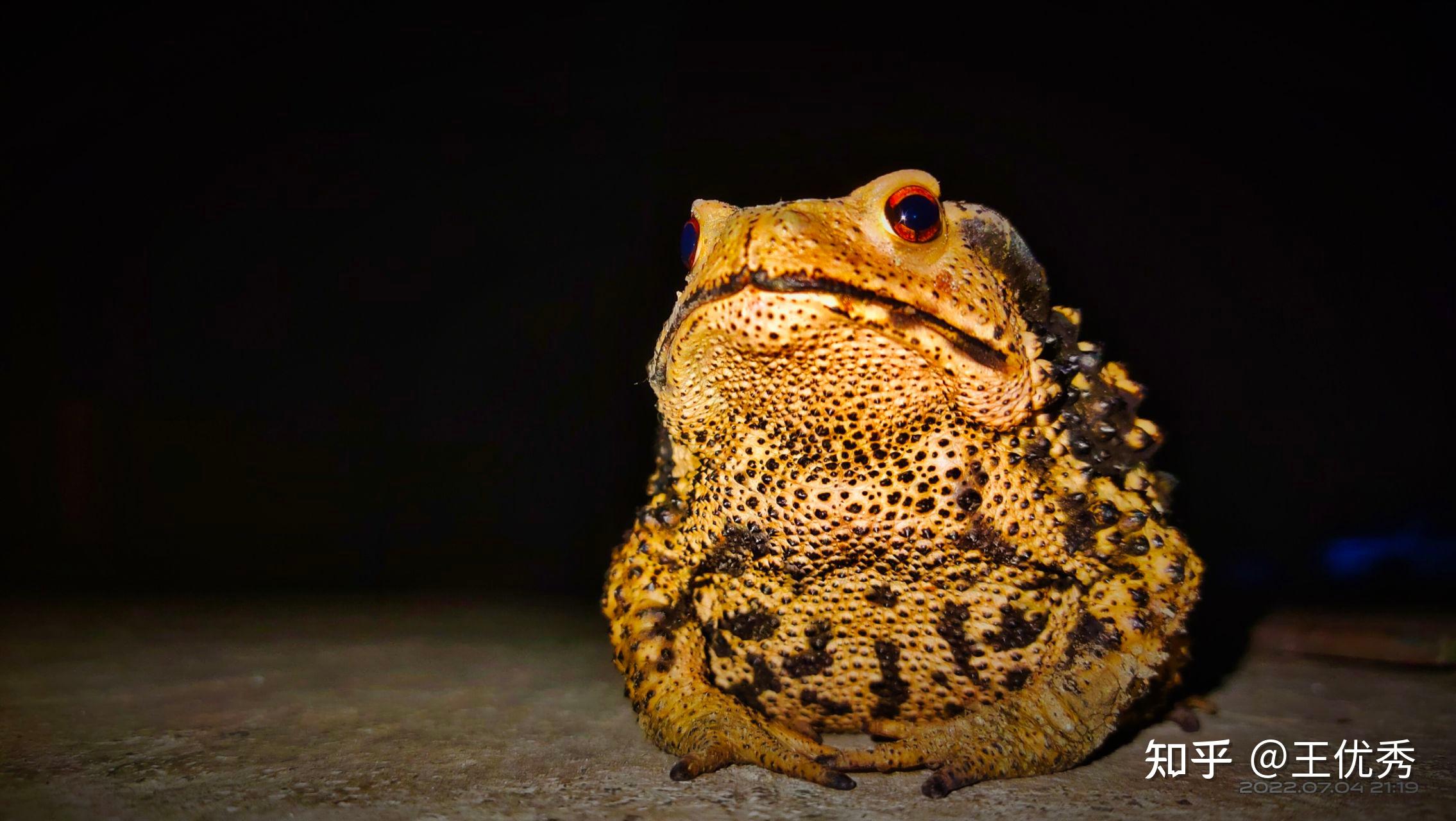 两栖动物,体表有许多疙瘩,内有毒腺,俗称癞蛤蟆,癞猴子,癞刺,癞疙宝.