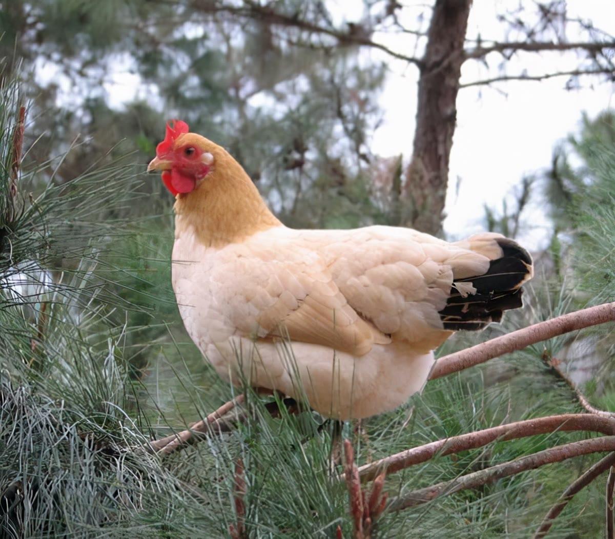 广东十大名鸡你最喜欢哪一个