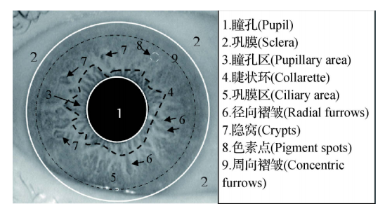 虹膜识别研究现状