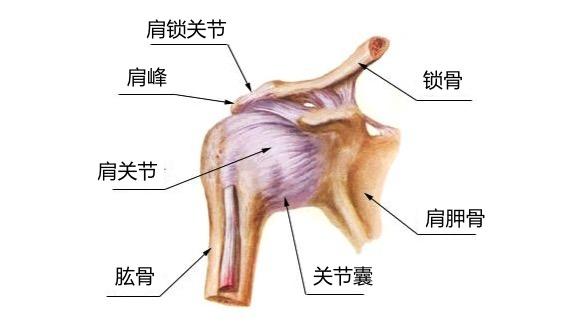 广义上的肩关节由锁骨,肩胛骨及肱骨构成,是人体活动度最大的关节