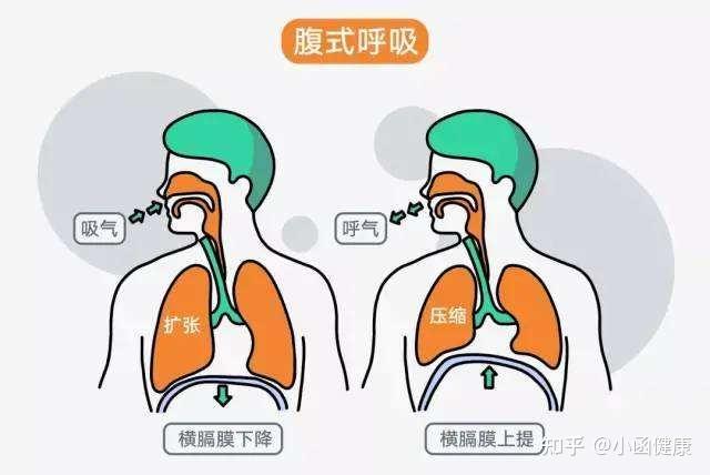 腹式呼吸,通过简单的呼吸,达到养生的效果 - 知乎