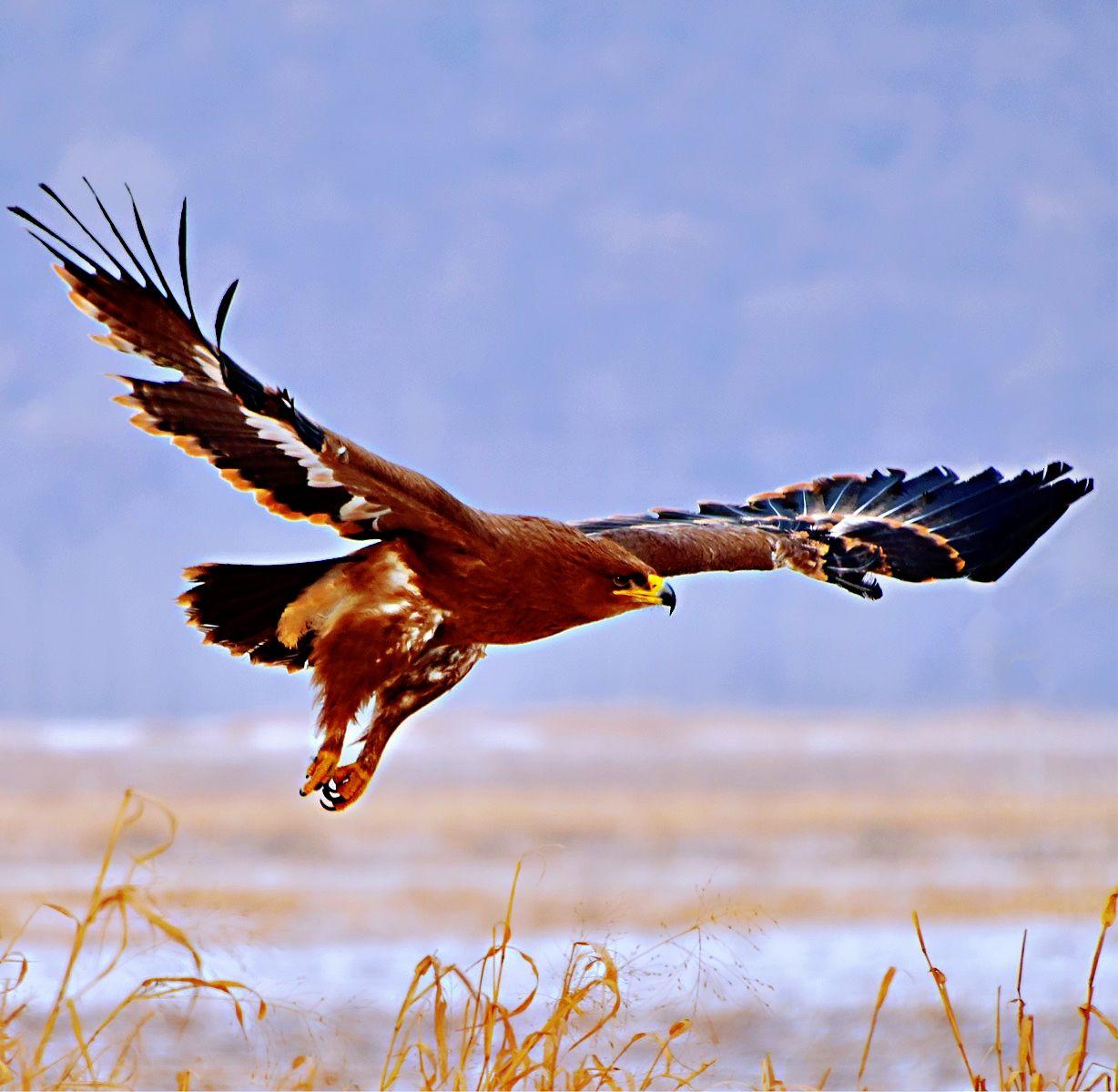 雄鹰展翅 - 知乎