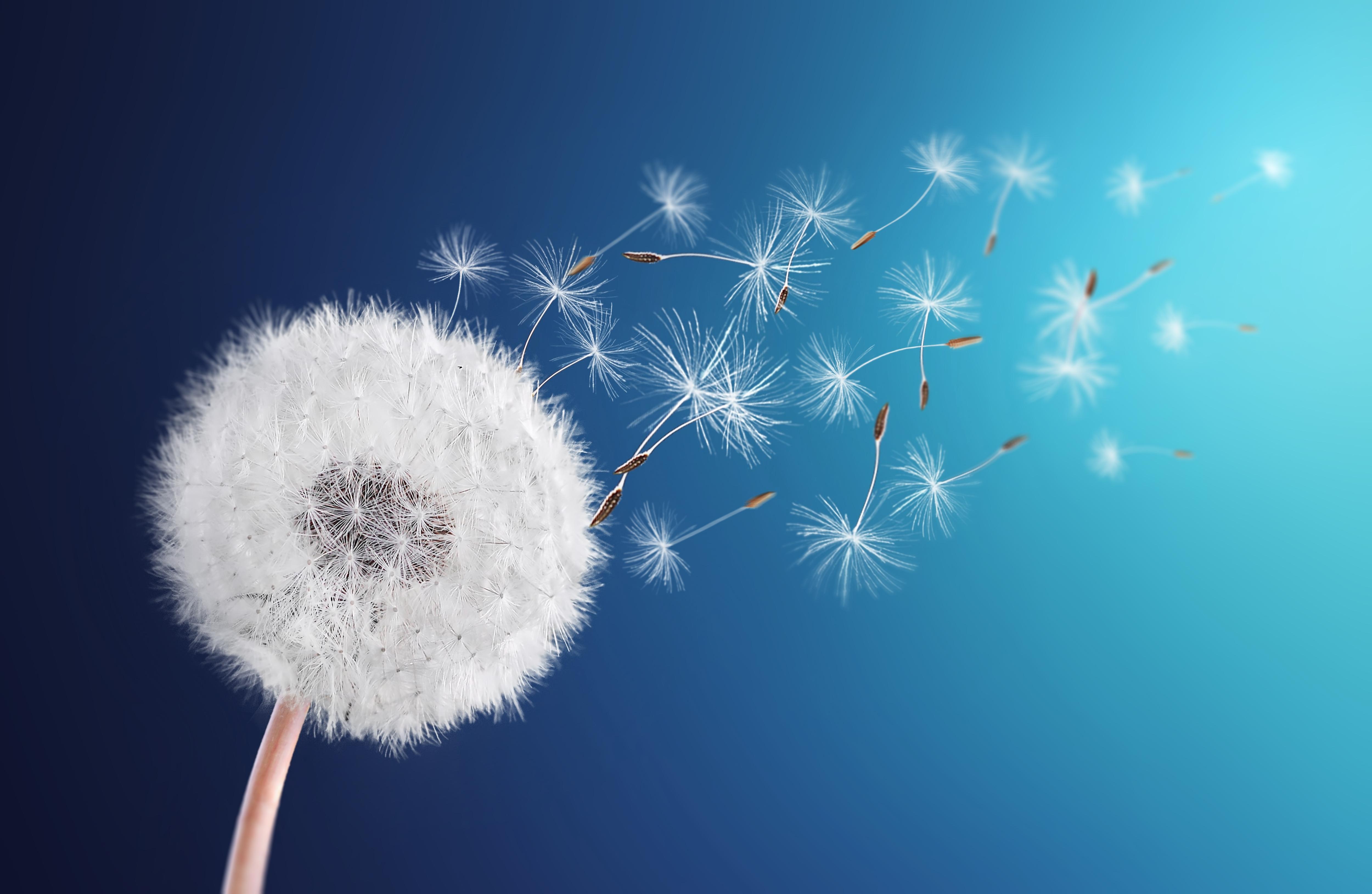 蒲公英可以入药你知道吗