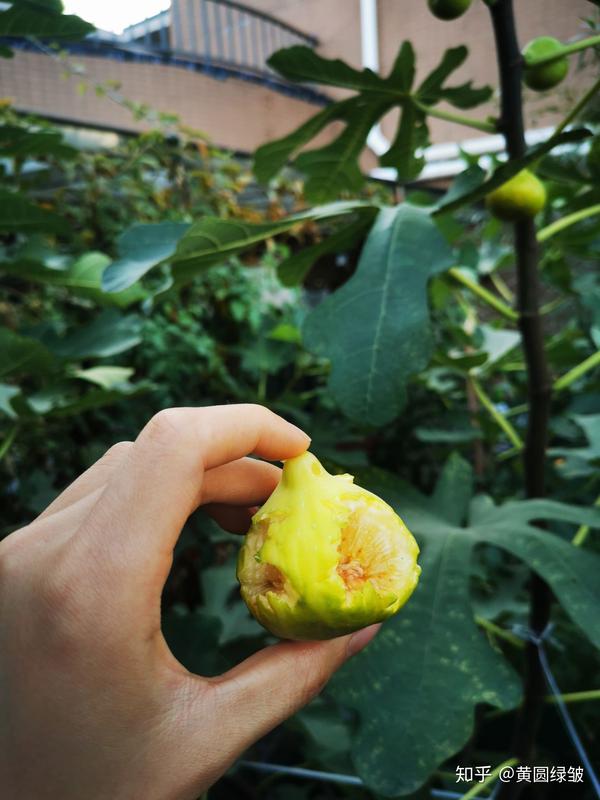 屋顶花园的秋花秋果 知乎