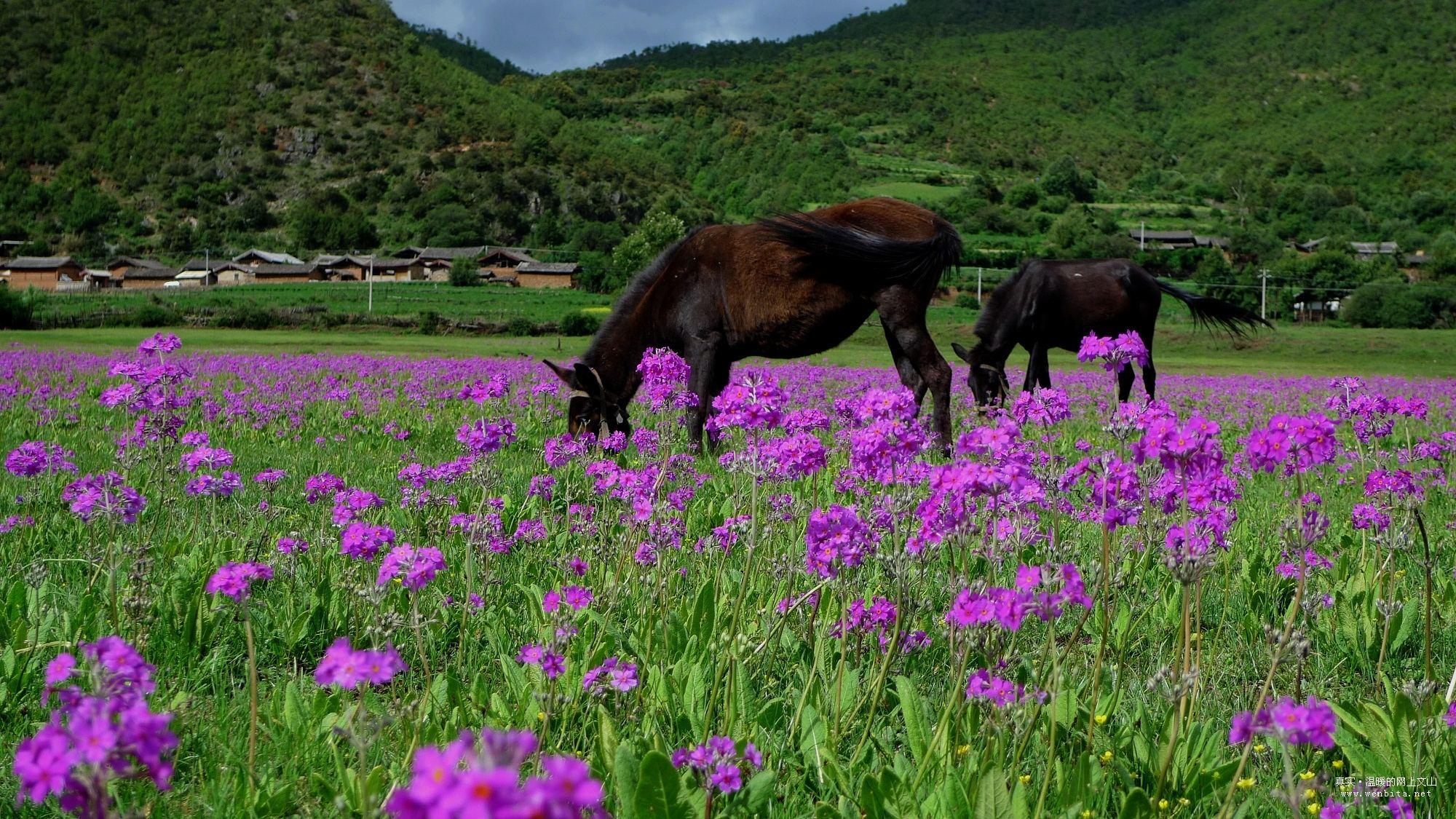 花海中徜徉说说丽江四季的各色花海
