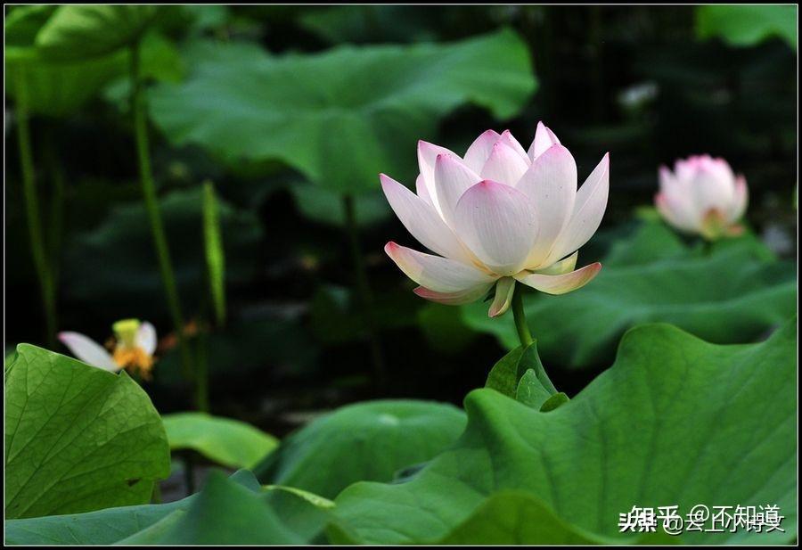 出水芙蓉是什么意思(出水芙蓉最早用来形容什么)