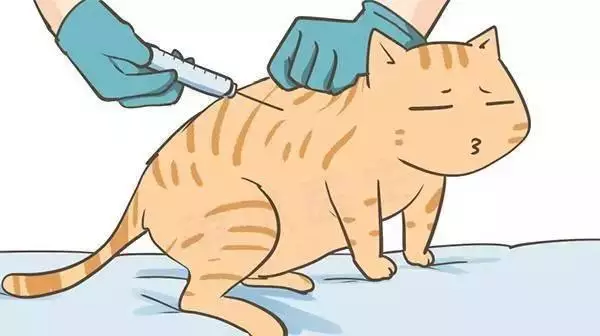 关注眵目糊因为它可能要了你家猫咪的命