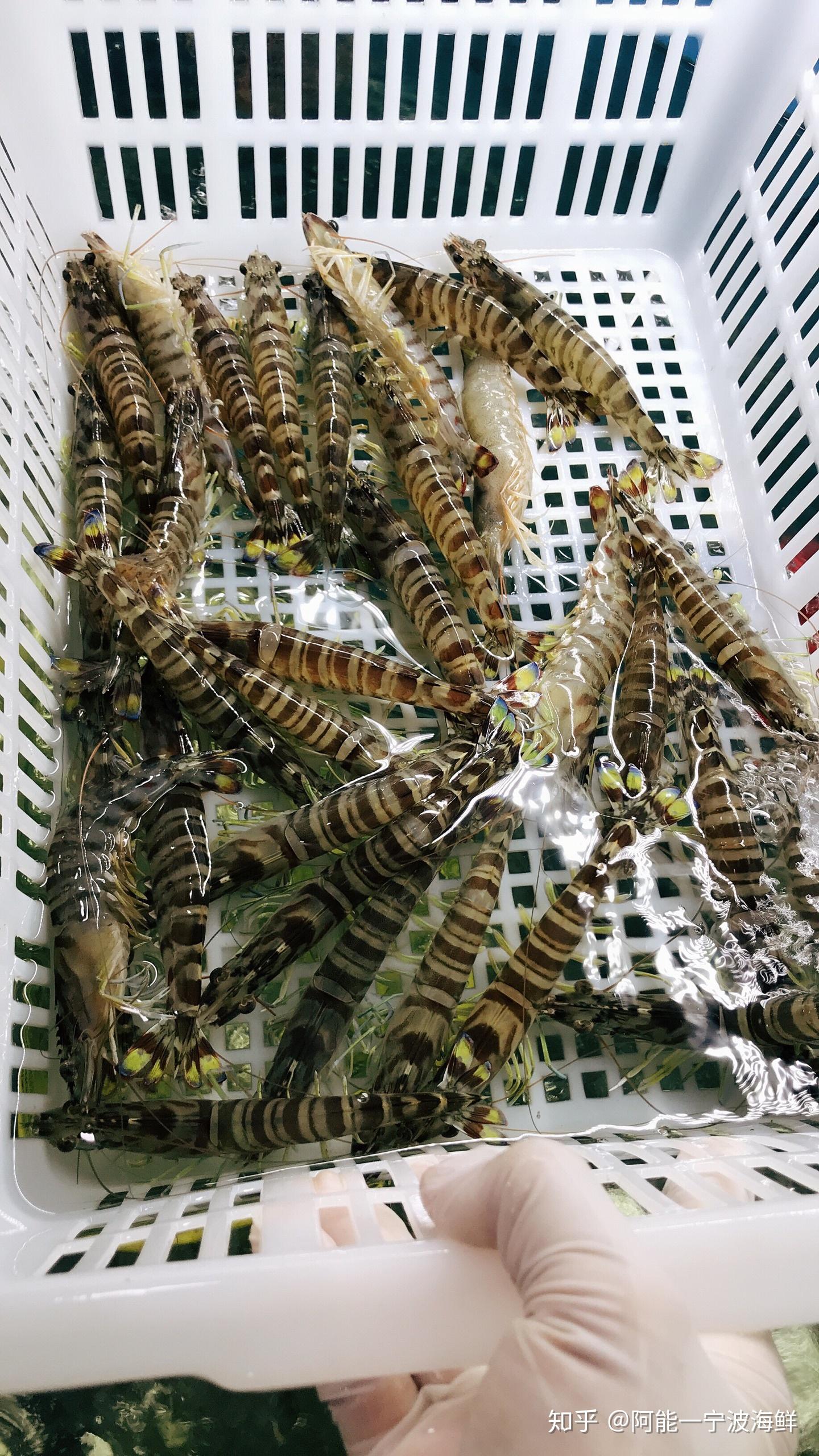 刚到的鲜活象山港小海鲜,如果都吃过,联系我给你发红包? - 知乎
