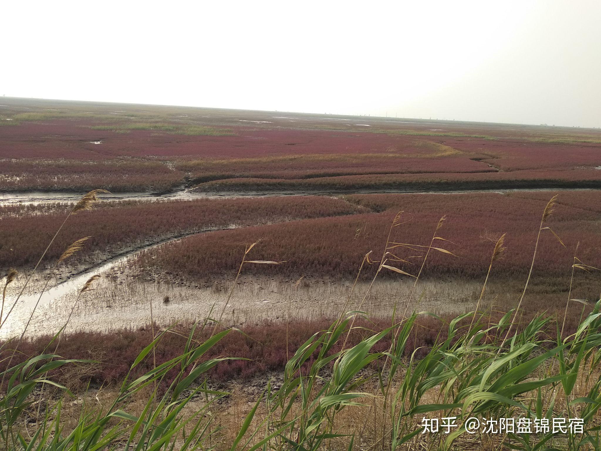 我要去盘锦，谁能推荐那里的酒店和旅游景点呢，谢谢?