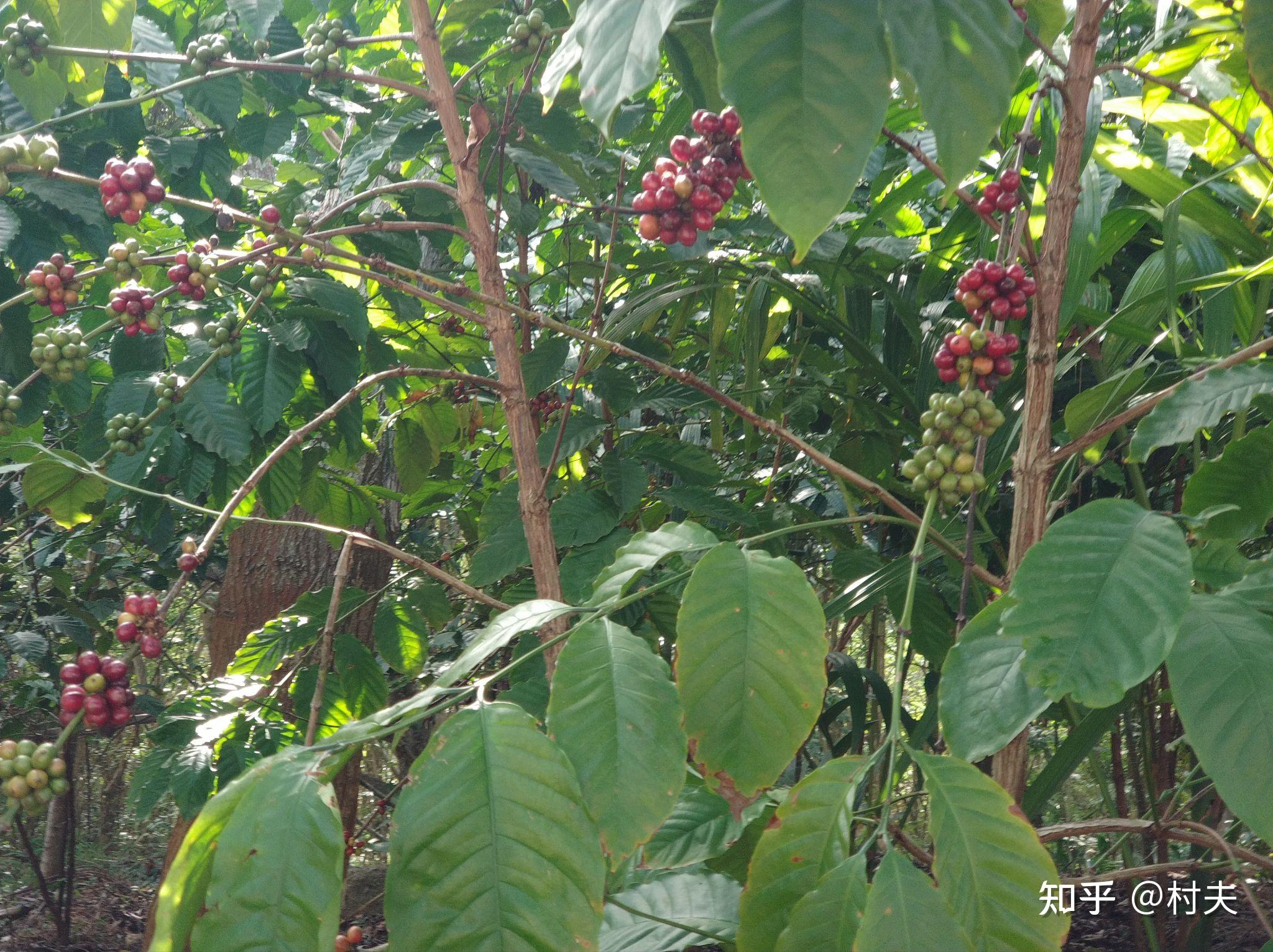 這,而在展銷中心那咖啡產品東南亞雕塑東南亞雕塑小山丘上有座四面佛