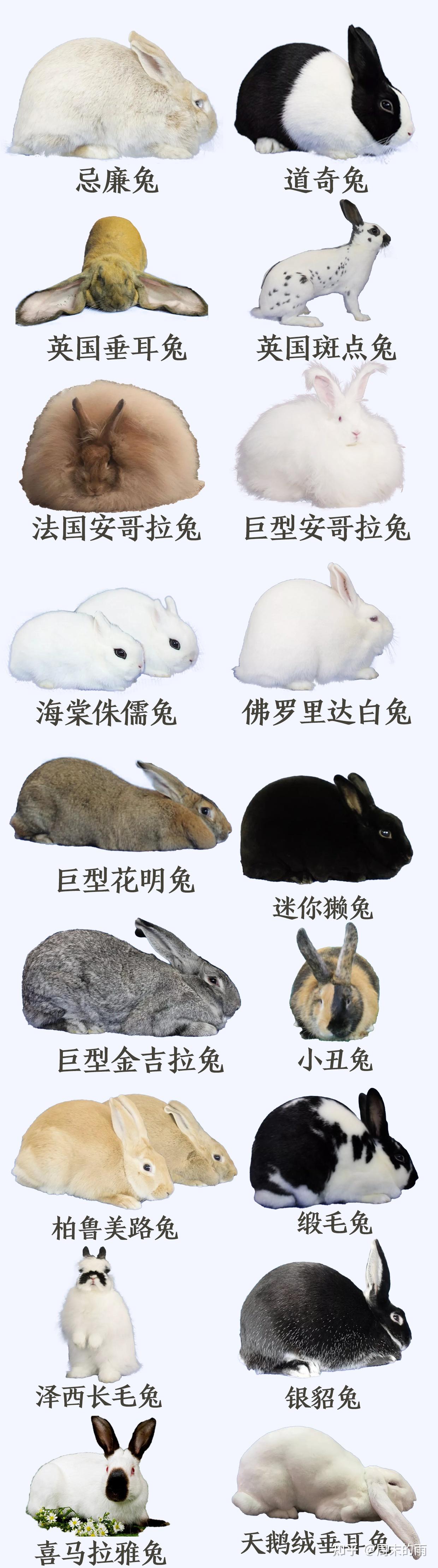 兔子品种大合集,养兔人必看 - 知乎