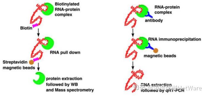 凝胶迁移或电泳迁移率实验(emsa)是检测蛋白质和核酸序列(dna或rna)