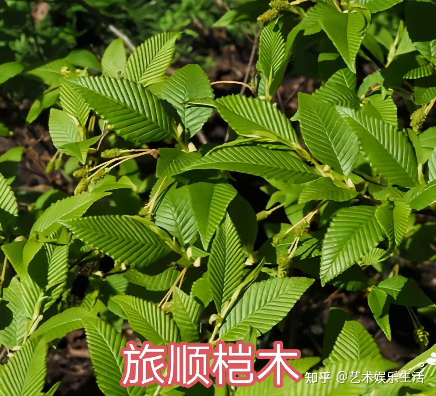 桦木科植物有哪些 - 知乎