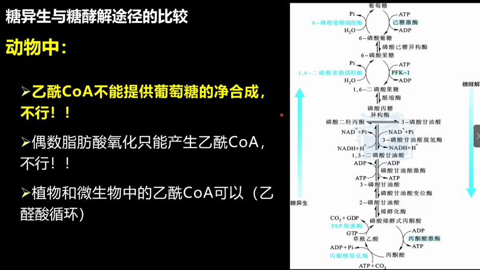 生化—磷酸戊糖途径与糖异生