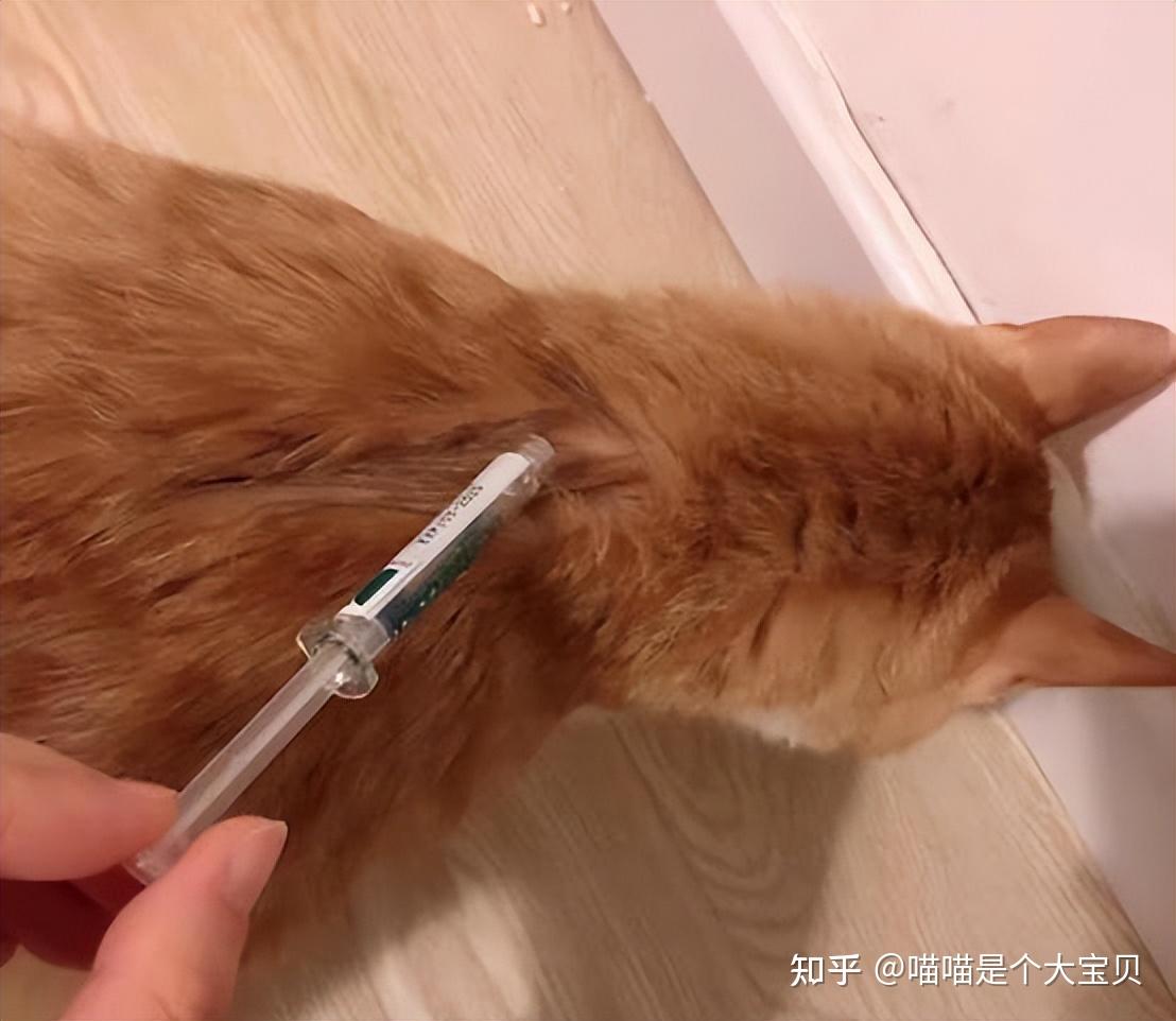 "猫抓热"