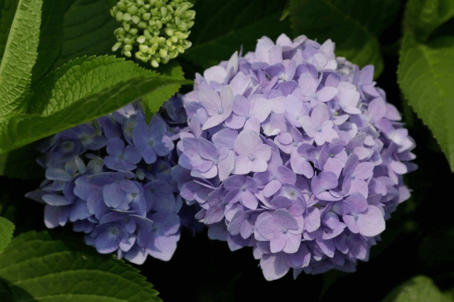 紫阳花 花类 知乎