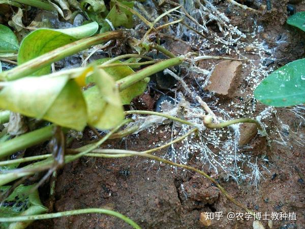 花生白绢病如何防治呢?识别症状是基础,积极预防很关键 - 知乎