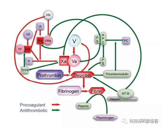 血小板功能检测血小板功能检测包括基于adp,胶原,瑞斯托霉素,花生四稀