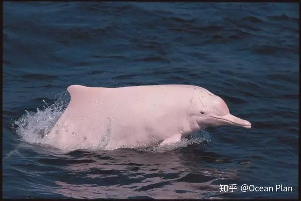 中华白海豚保护宣传日| 保护“水中大熊猫” - 知乎