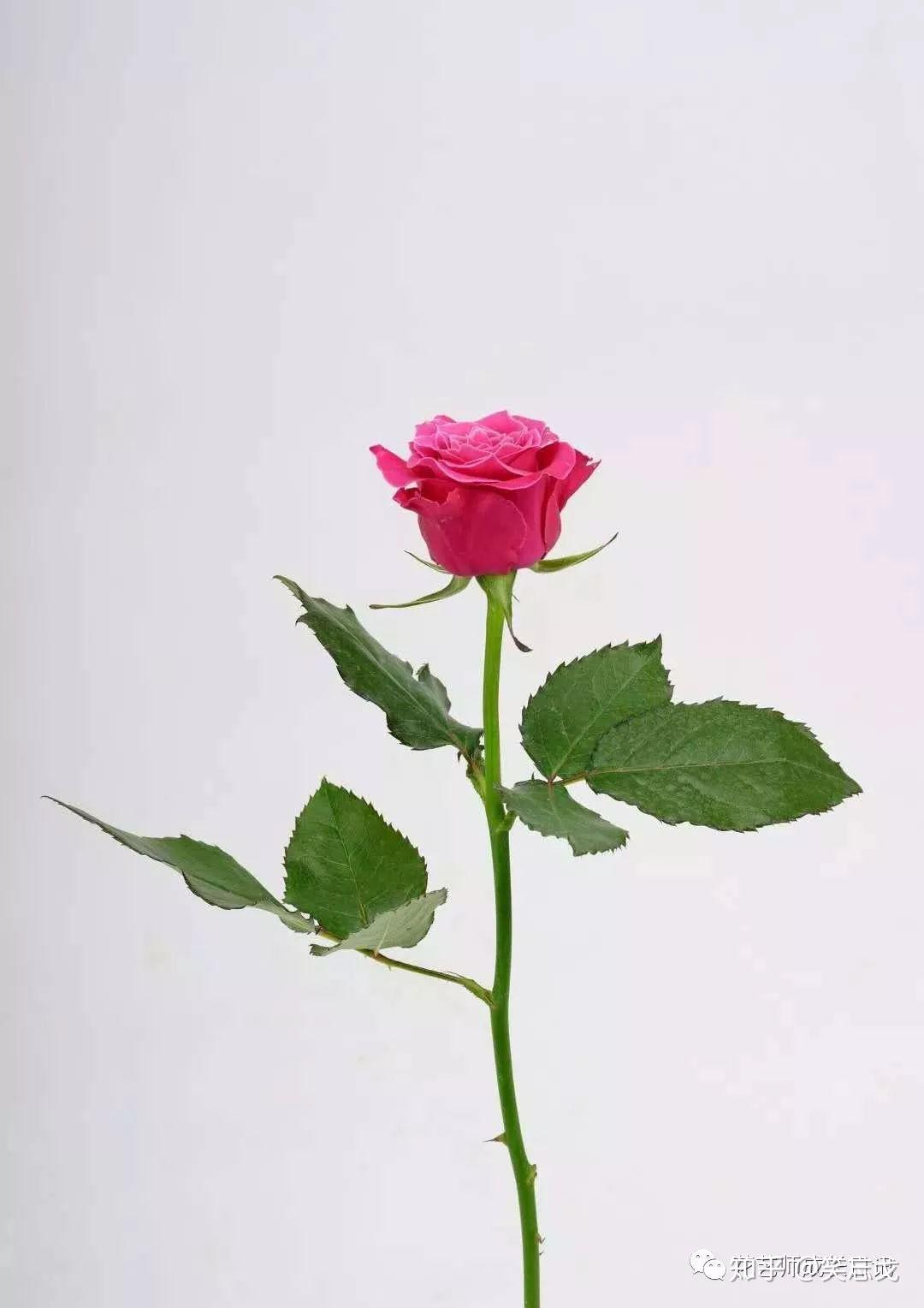 10款泡泡玫瑰品种介绍，每一款都是既好看又好卖的品种！ - 知乎