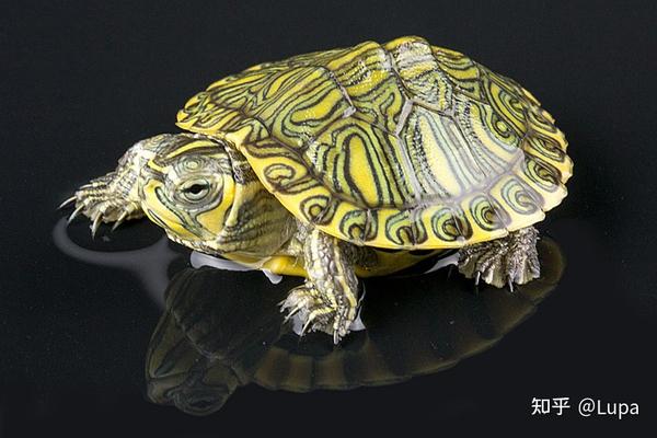 按价格排序常见观赏龟类推荐（水龟篇） - 知乎