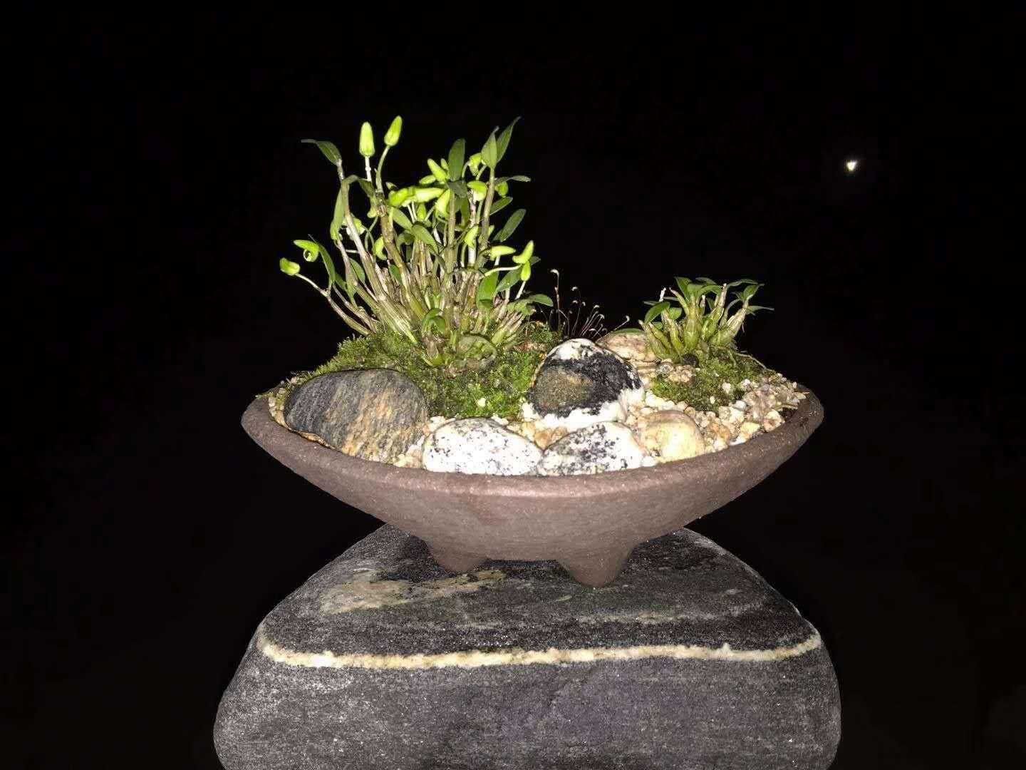 霍山石斛盆景_米斛盆栽