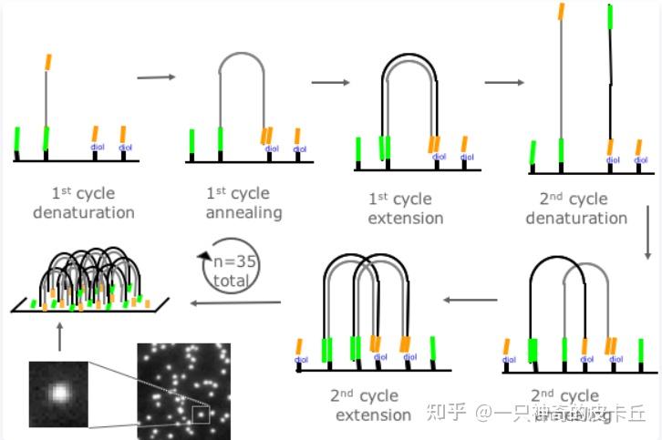 生物信息——各代测序技术原理以及部分测序技术的实验过程