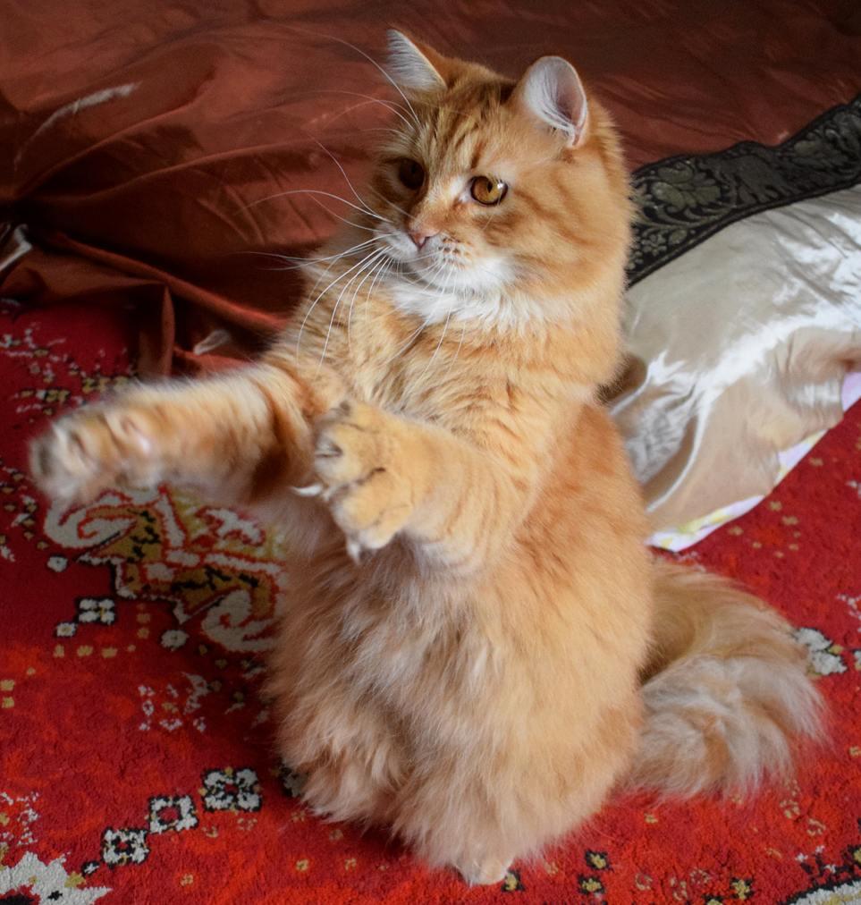 吸猫大会西伯利亚森林猫simba