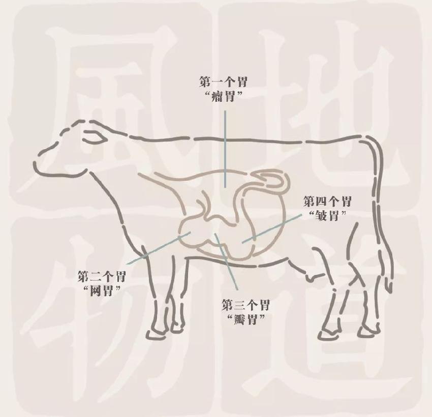 黄喉不是喉郡肝不是肝我吃的下水到底是啥