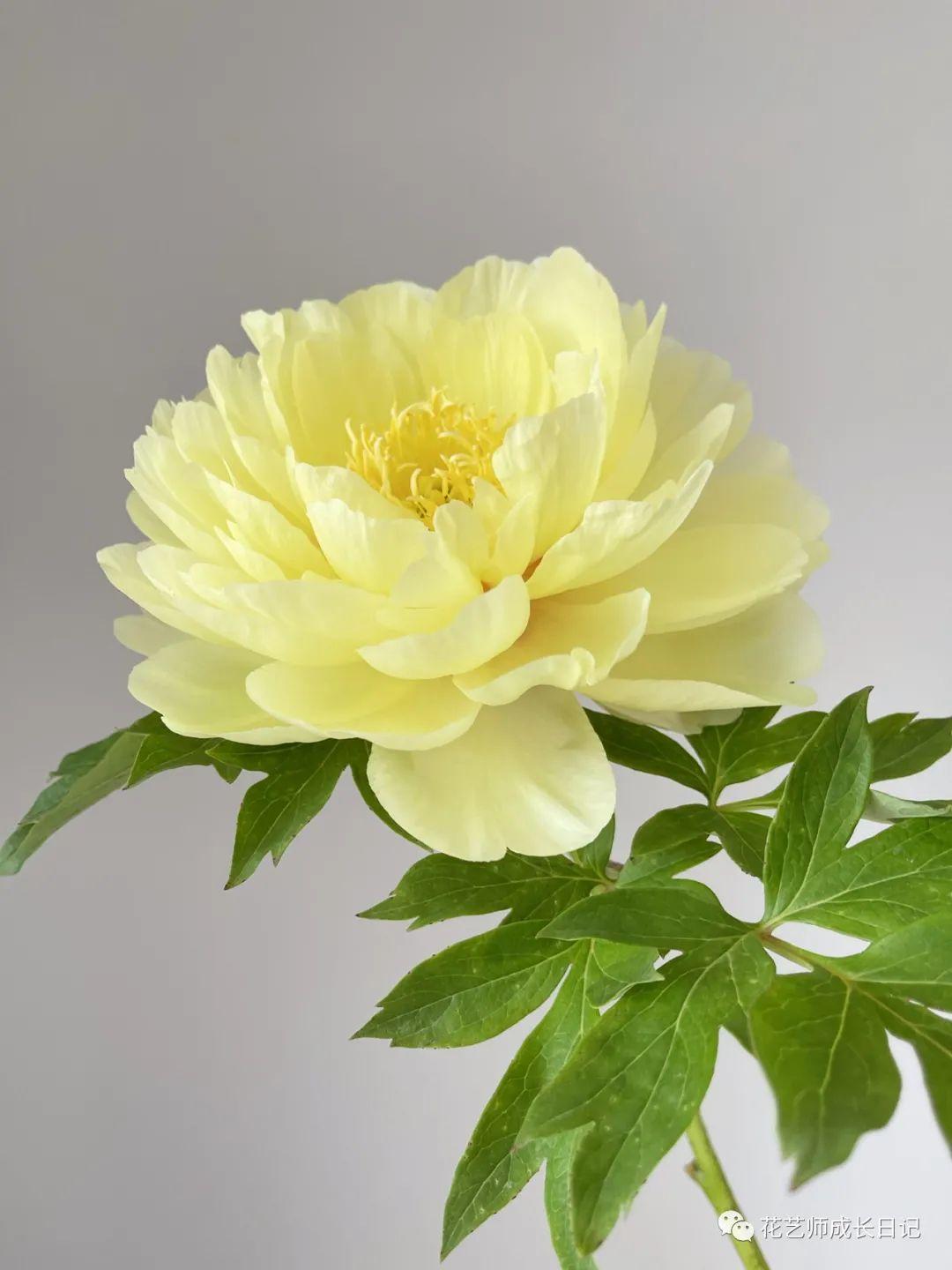 100朵芍药vol4巴茨拉芍药阳光洒下的光芒
