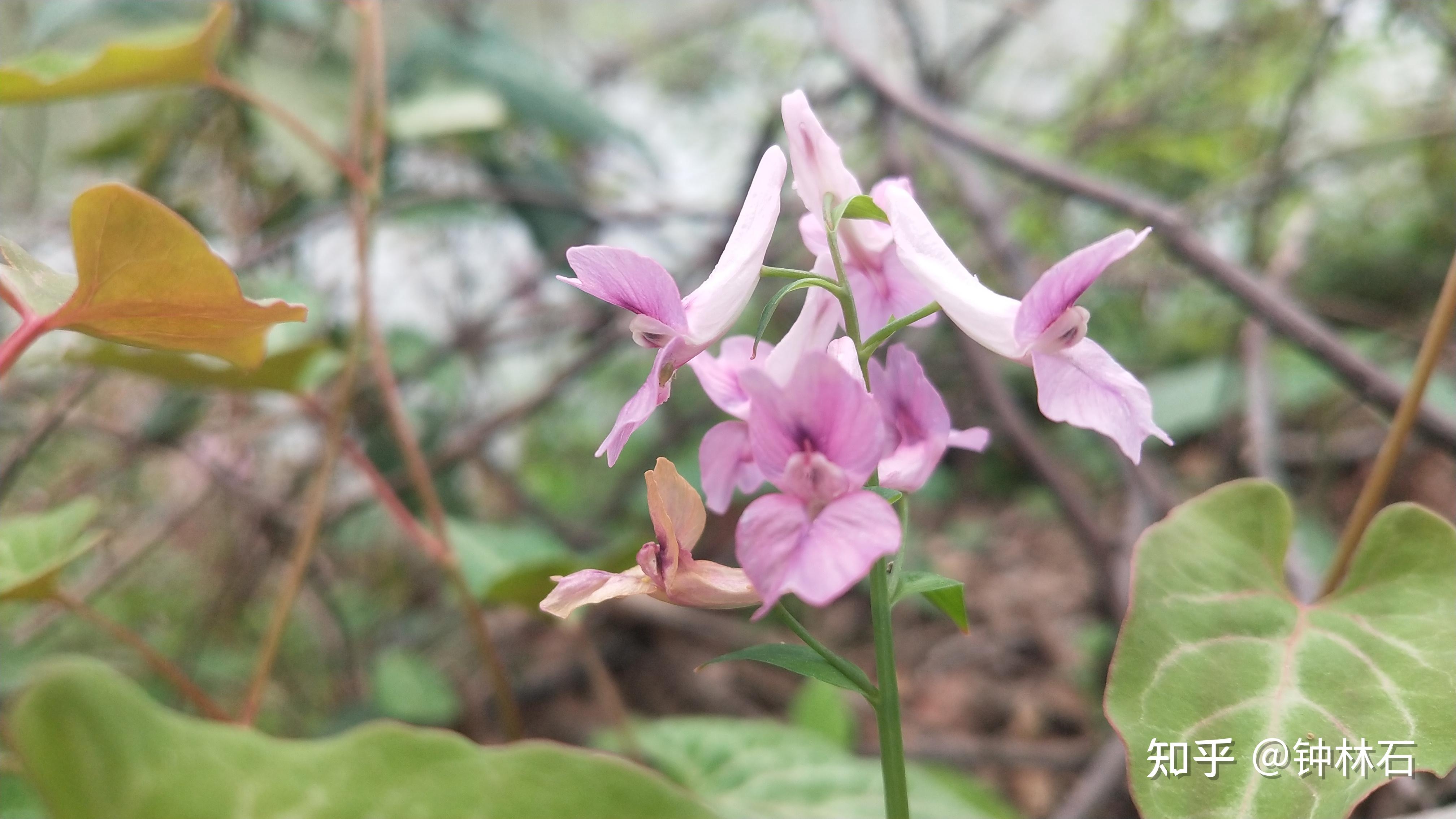 【夏天无】又叫伏生紫堇 - 知乎