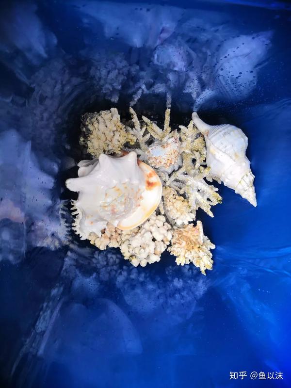 短鲷翻肚子_鱼翻肚子但没死怎么办_金鱼翻肚子快死怎么办