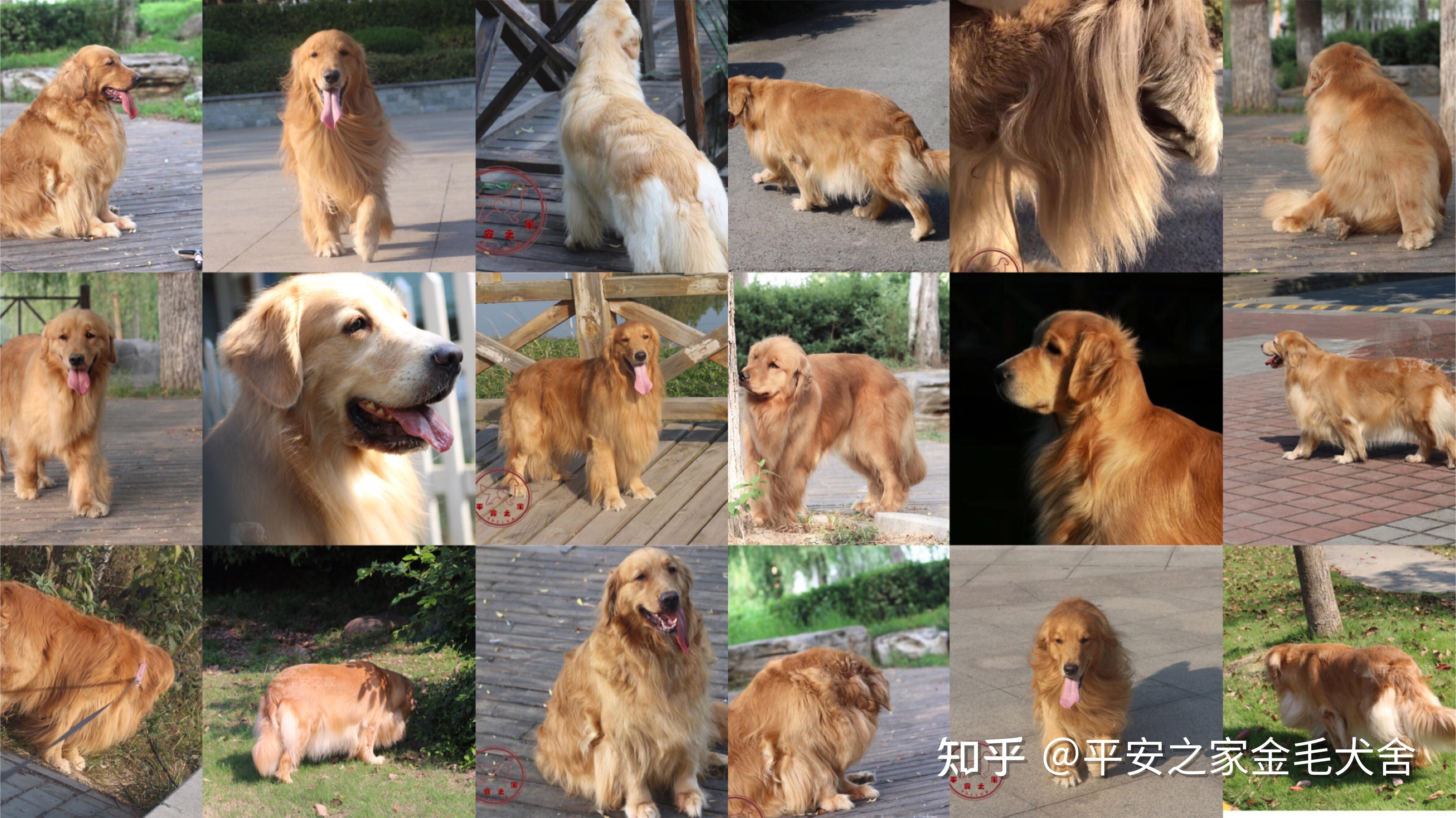 纯种金毛幼犬狗狗出售 宠物金毛犬可支付宝交易 金毛犬 /编号10082704 - 宝贝它