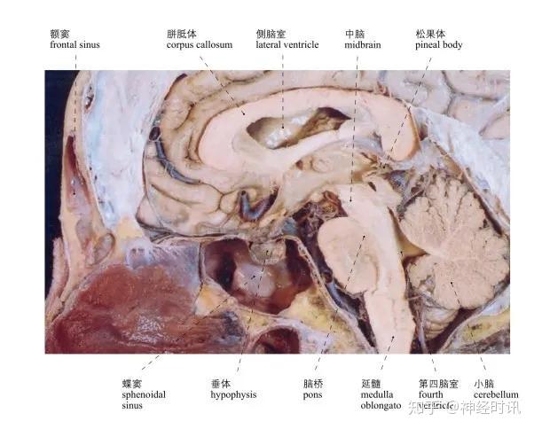 头部局部解剖学图谱 - 知乎