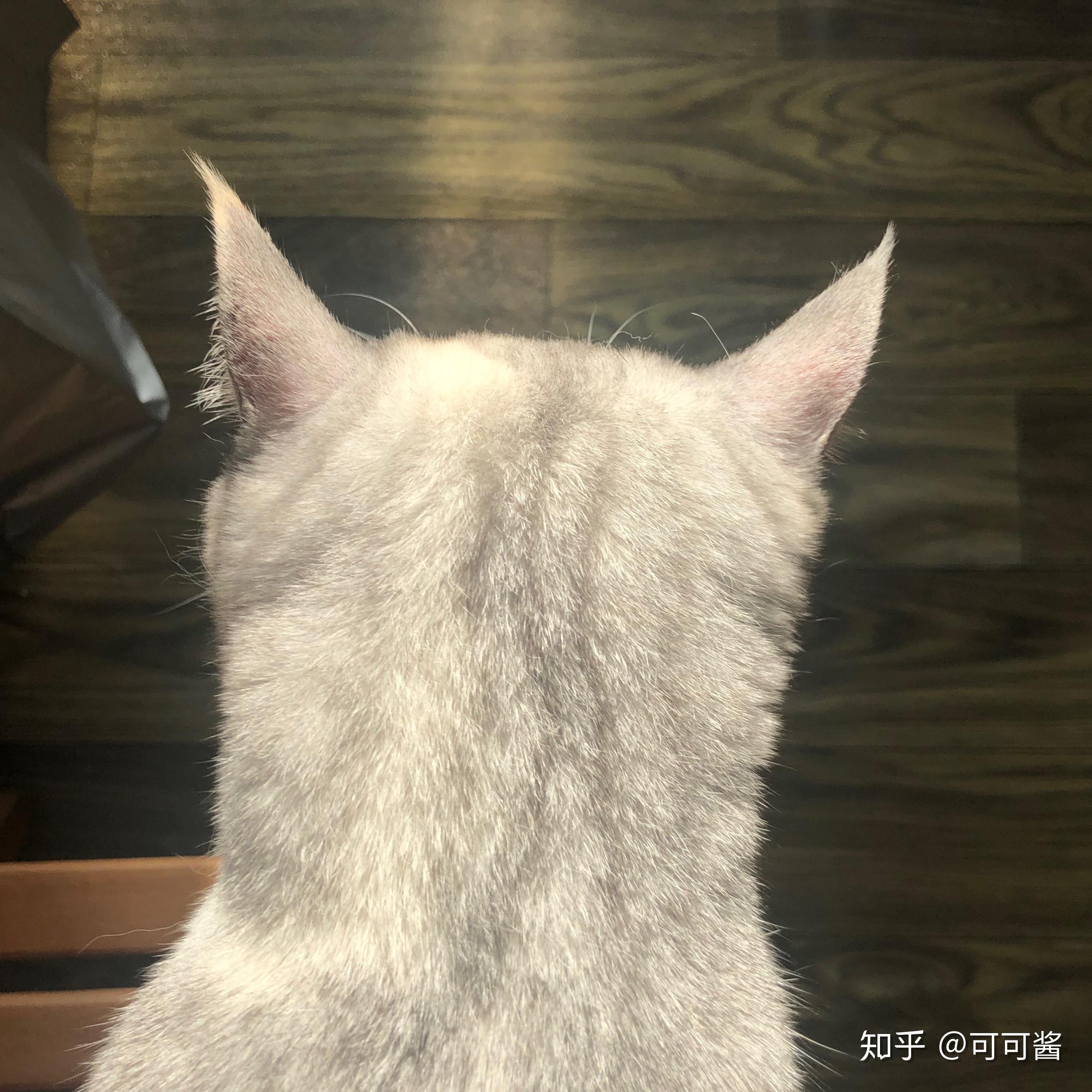 猫的后脑勺到底有多可爱?