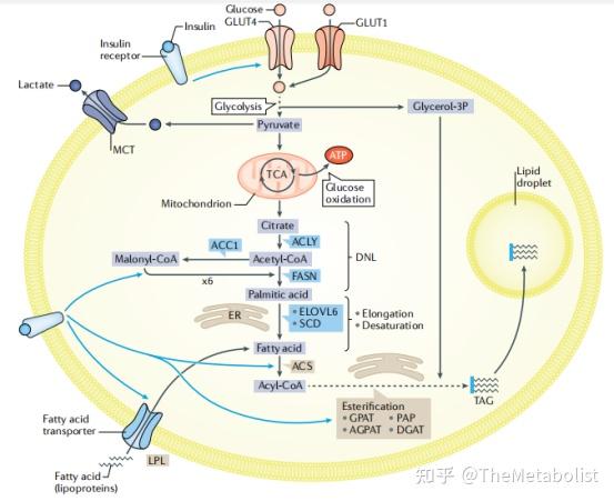 代谢学人--代谢典藏 | Nature综述:脂肪代谢全攻略(上篇) - 知乎