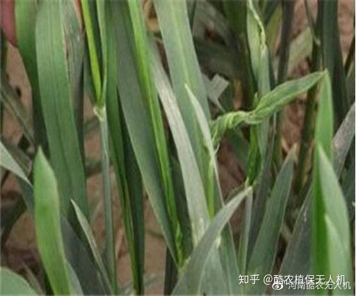 小麦霜霉病该如何防治 小麦霜霉病防治措施 知乎