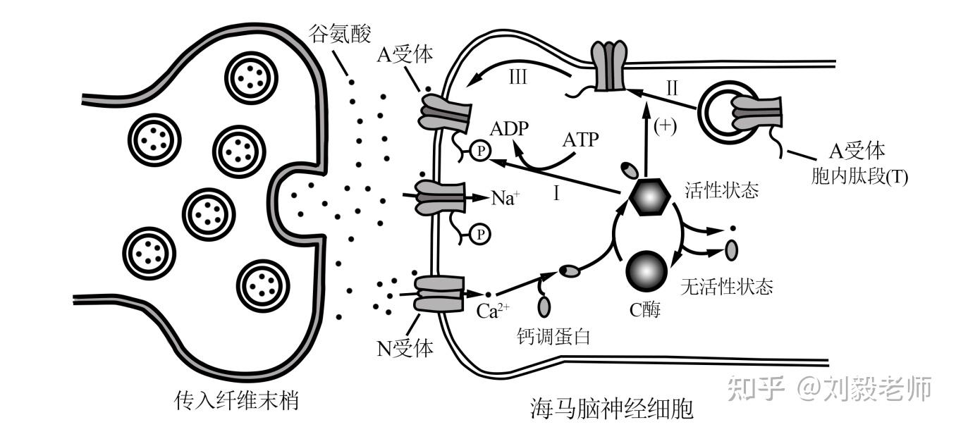 氨基酸序列相反是什么意思？2017年北京高考题- 知乎