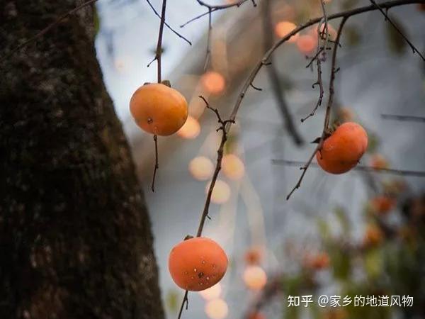这些地方的柿子都很有名 你吃过哪些？ - 知乎