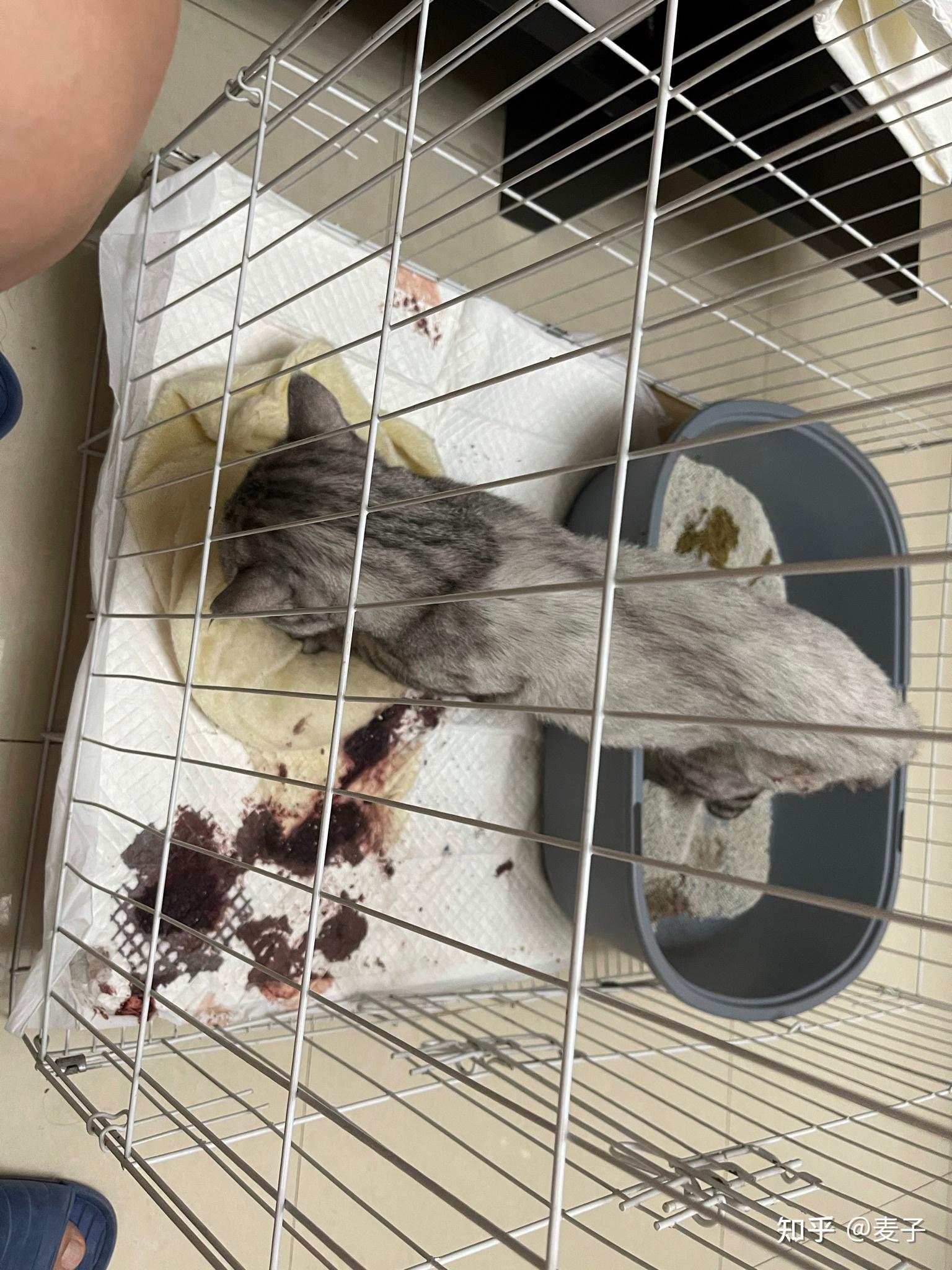 猫瘟治疗中 - 知乎