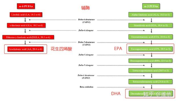 ala > epa > dpa> dha