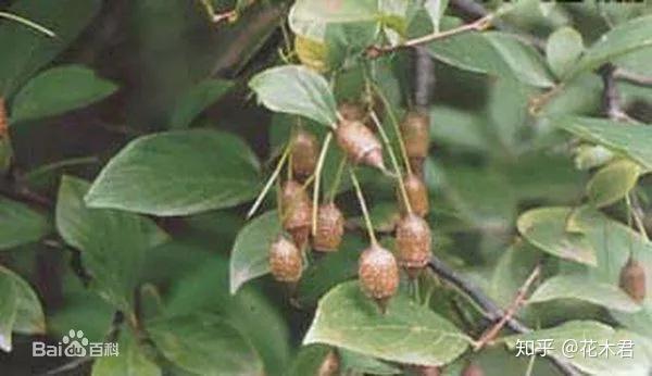 国家Ⅱ级保护濒危珍稀植物：秤锤树 - 知乎