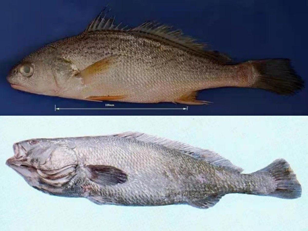 双棘原黄姑鱼(上)和褐毛鲿(下)产地:主要分为养殖的和野生的,其中按