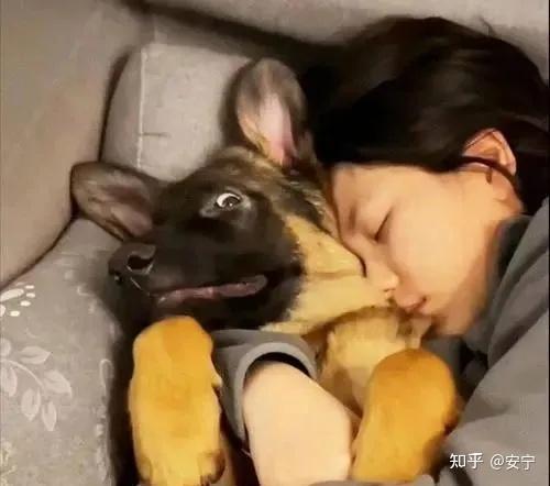 “经常被抱”的狗和“不常被抱”的狗,长大后的差别竟这么大! - 知乎