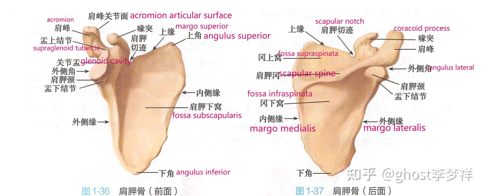 肩峰外侧缘图片