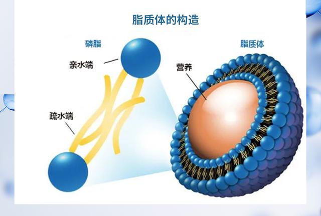 指將功效成分輔酶q10包裹於脂質體囊泡內的製備技術