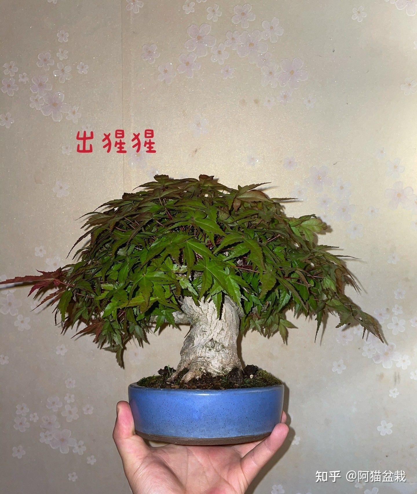 出猩猩红千鸟山红叶叶型对比 - 知乎