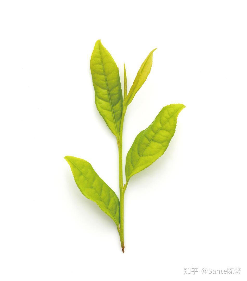 评茶篇6武夷岩茶名丛之白鸡冠篇